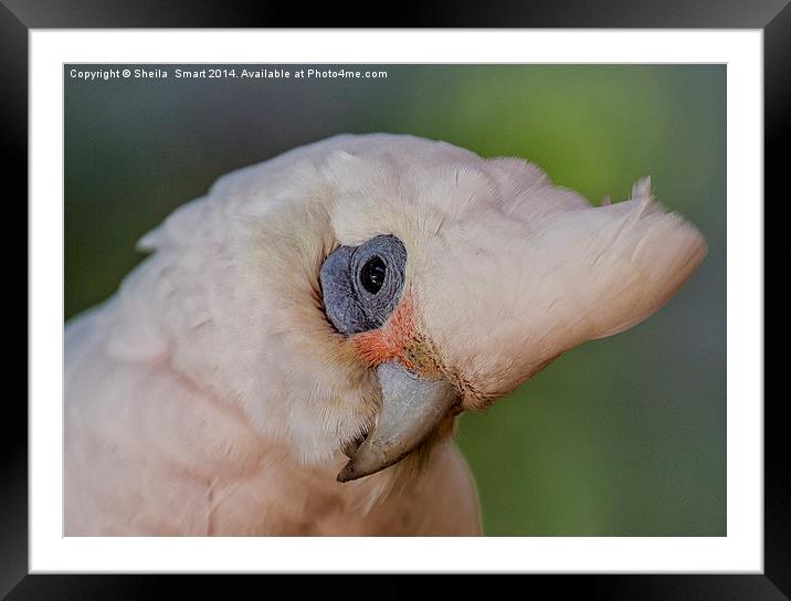 Curious little corella Framed Mounted Print by Sheila Smart