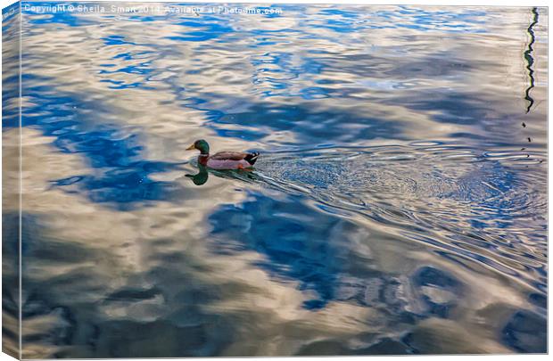 Mallard duck skims across lake Canvas Print by Sheila Smart