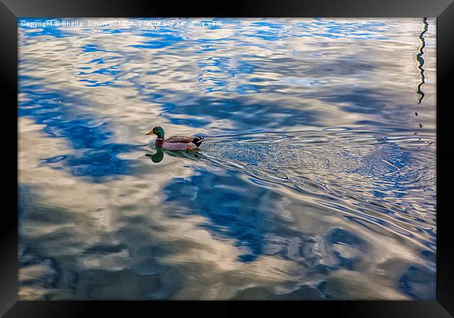 Mallard duck skims across lake Framed Print by Sheila Smart