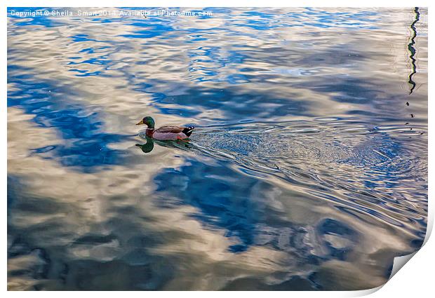 Mallard duck skims across lake Print by Sheila Smart