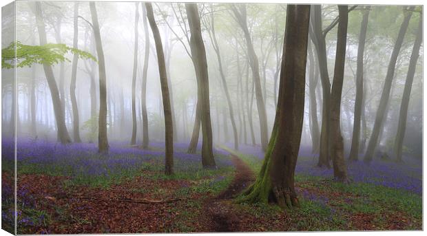 Bluebell Path in Misty Woodlands Canvas Print by Ceri Jones