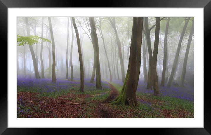 Bluebell Path in Misty Woodlands Framed Mounted Print by Ceri Jones