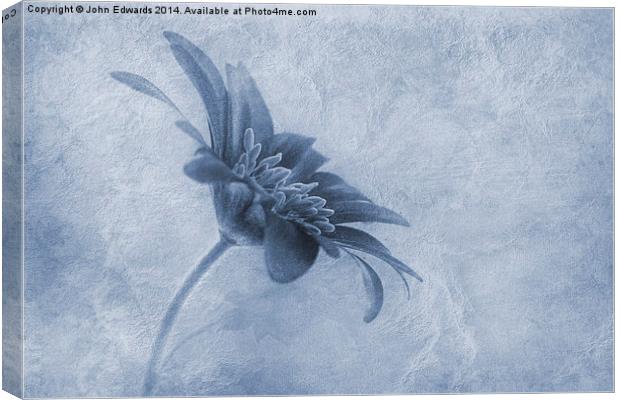 Faded beauty cyanotype Canvas Print by John Edwards