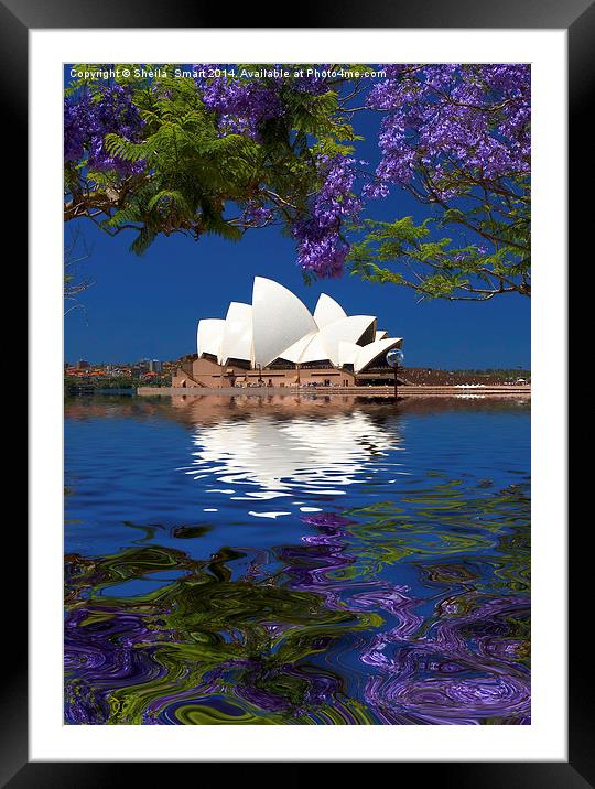 Sydney Opera House with jacaranda Framed Mounted Print by Sheila Smart