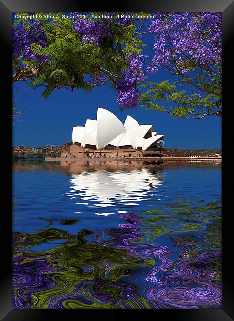Sydney Opera House with jacaranda Framed Print by Sheila Smart