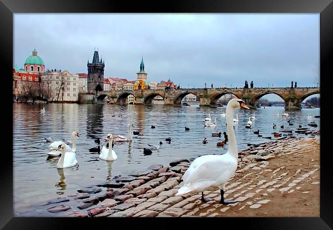 River Vltava, Prague Framed Print by Richard Cruttwell