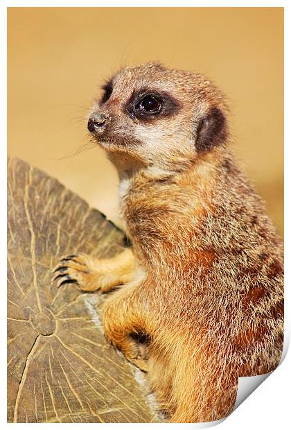 Meerkat on Alert Print by Richard Cruttwell