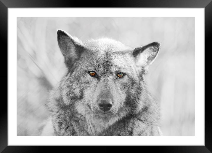European Wolf Framed Mounted Print by Richard Cruttwell