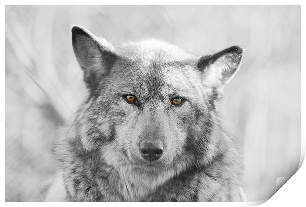 European Wolf Print by Richard Cruttwell