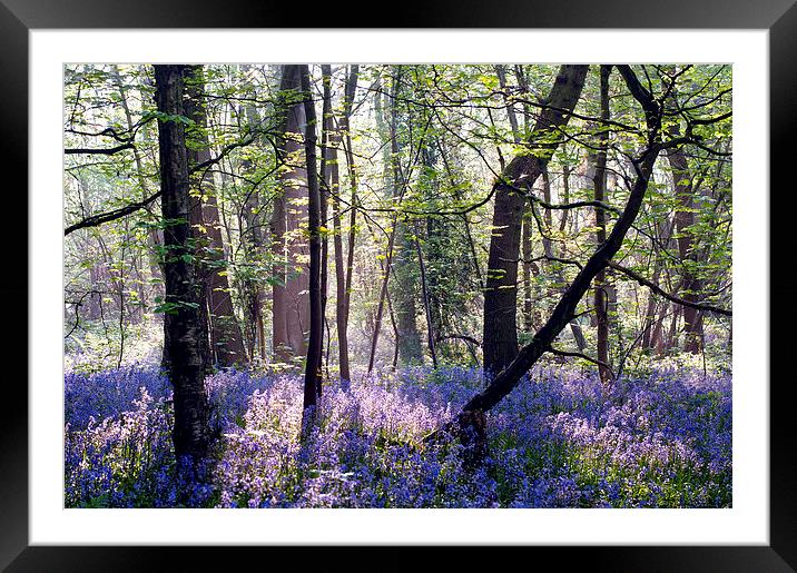 Morning light on Bluebell Woodland Framed Mounted Print by Dawn Cox
