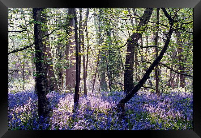 Morning light on Bluebell Woodland Framed Print by Dawn Cox