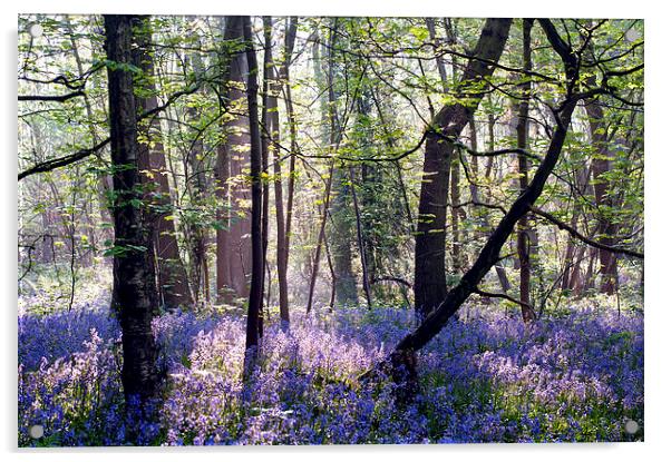 Morning light on Bluebell Woodland Acrylic by Dawn Cox