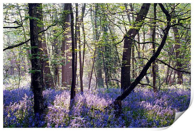 Morning light on Bluebell Woodland Print by Dawn Cox