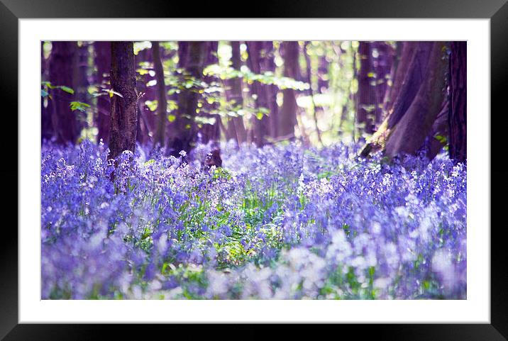 Sunny Glade Framed Mounted Print by Dawn Cox