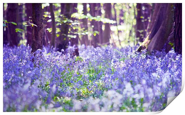 Sunny Glade Print by Dawn Cox