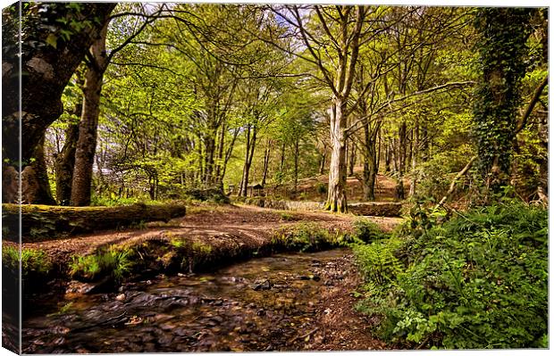 Spring woodland Canvas Print by Dave Wilkinson North Devon Ph