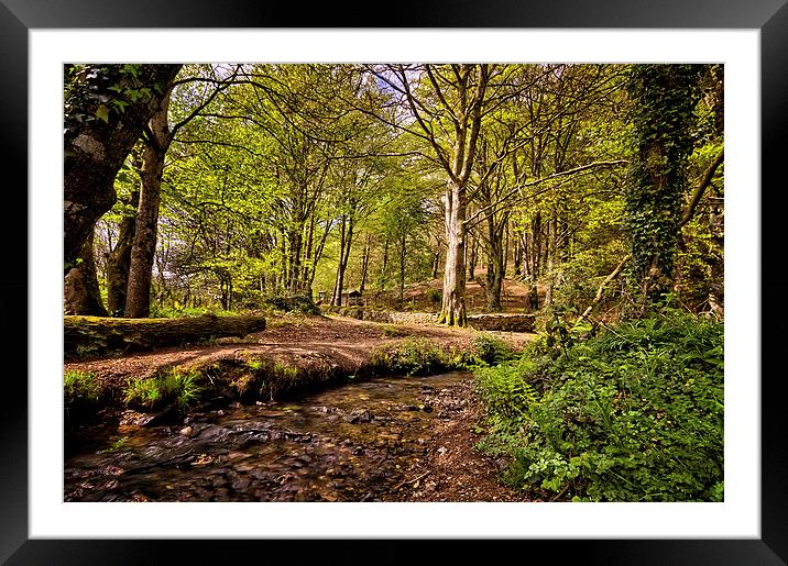 Spring woodland Framed Mounted Print by Dave Wilkinson North Devon Ph