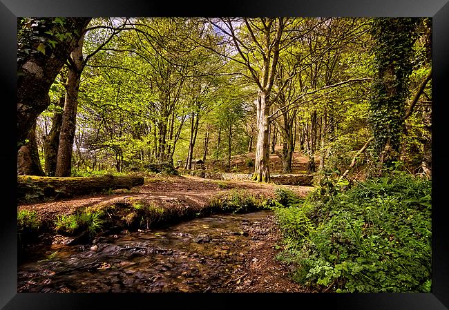 Spring woodland Framed Print by Dave Wilkinson North Devon Ph
