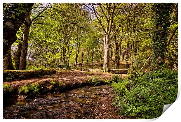 Spring woodland Print by Dave Wilkinson North Devon Ph