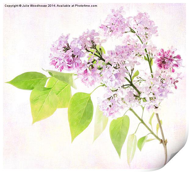 Lilac Print by Julie Woodhouse