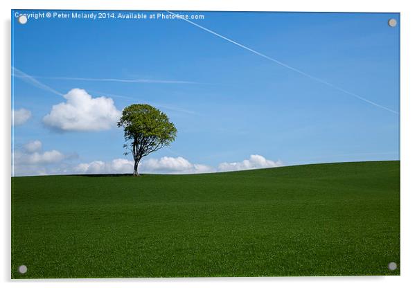 Lone Tree Acrylic by Peter Mclardy