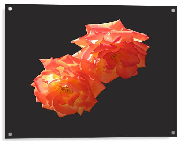 roses Acrylic by anurag gupta
