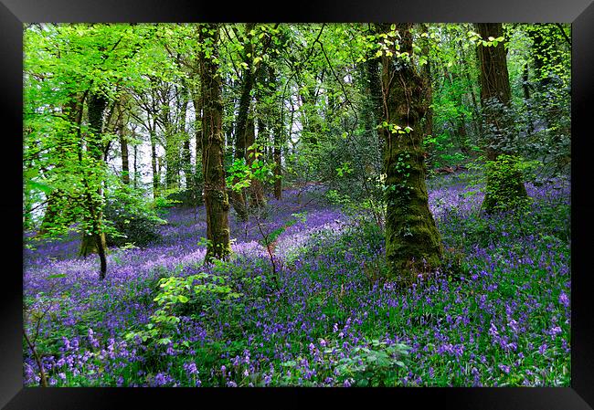 Bluebells Woods near Denbury Devon Framed Print by Rosie Spooner