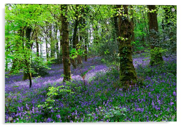 Bluebells Woods near Denbury Devon Acrylic by Rosie Spooner