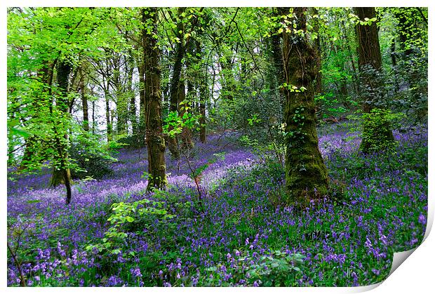 Bluebells Woods near Denbury Devon Print by Rosie Spooner