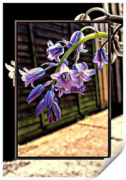 Summertime Bluebells Print by Rosanna Zavanaiu