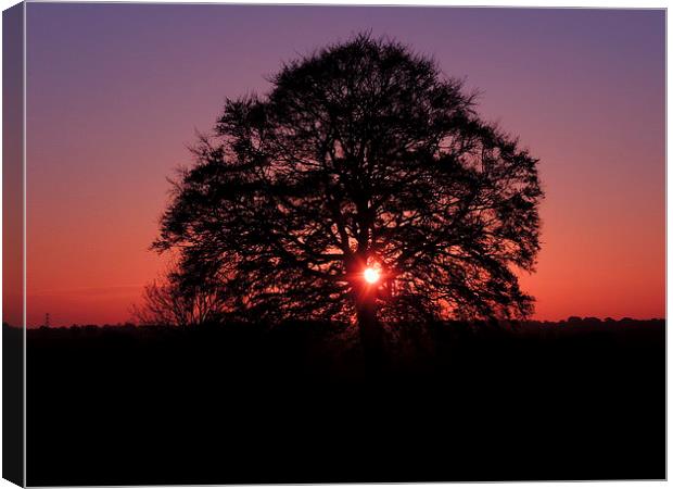 Tree Silhouette At Sunset Canvas Print by Liz Watson