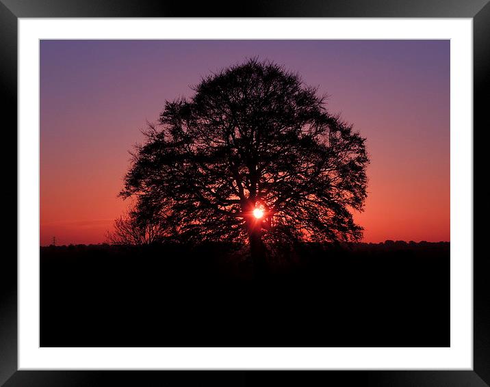 Tree Silhouette At Sunset Framed Mounted Print by Liz Watson
