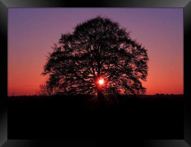 Tree Silhouette At Sunset Framed Print by Liz Watson