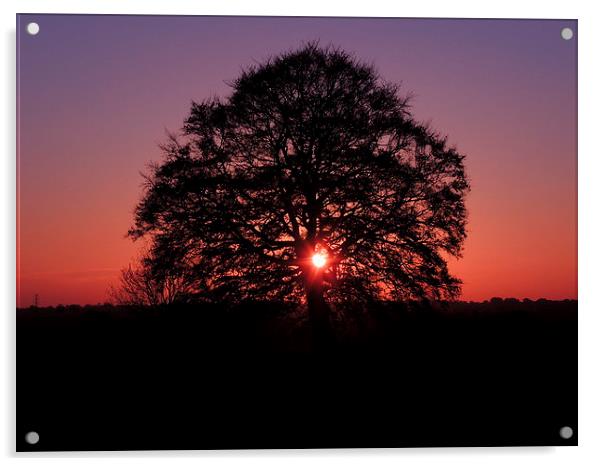 Tree Silhouette At Sunset Acrylic by Liz Watson