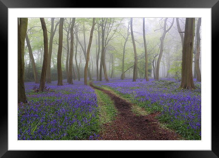 Misty Bluebell Woods Framed Mounted Print by Ceri Jones
