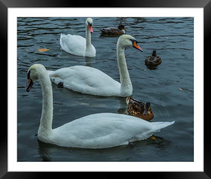 Swans at Caversham, River Thames, rainy Framed Mounted Print by colin chalkley