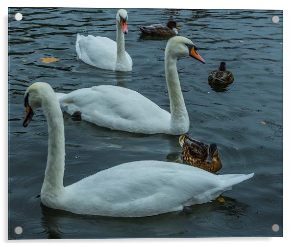 Swans at Caversham, River Thames, rainy Acrylic by colin chalkley