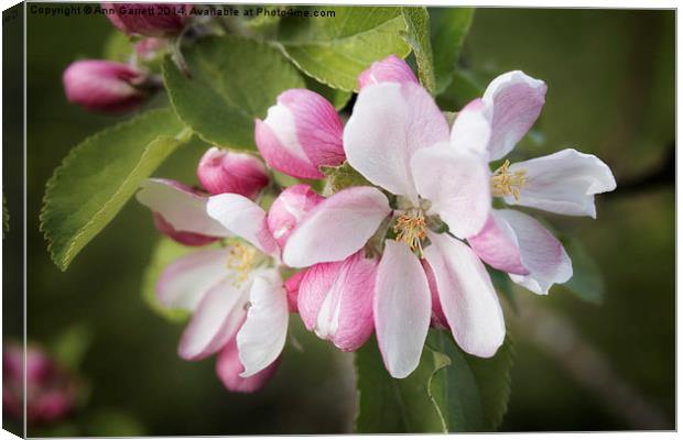 Apple Blossom Canvas Print by Ann Garrett