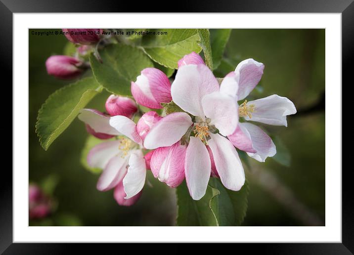 Apple Blossom Framed Mounted Print by Ann Garrett