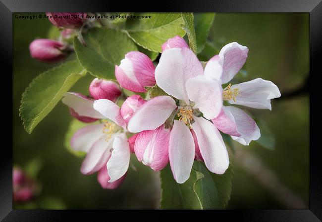 Apple Blossom Framed Print by Ann Garrett