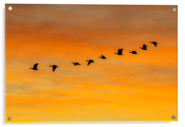 Dawn Flight Acrylic by Derek Whitton