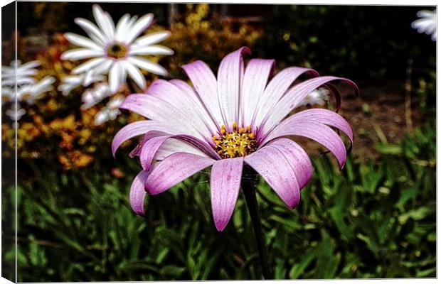 daisy in the park Canvas Print by chrissy woodhouse