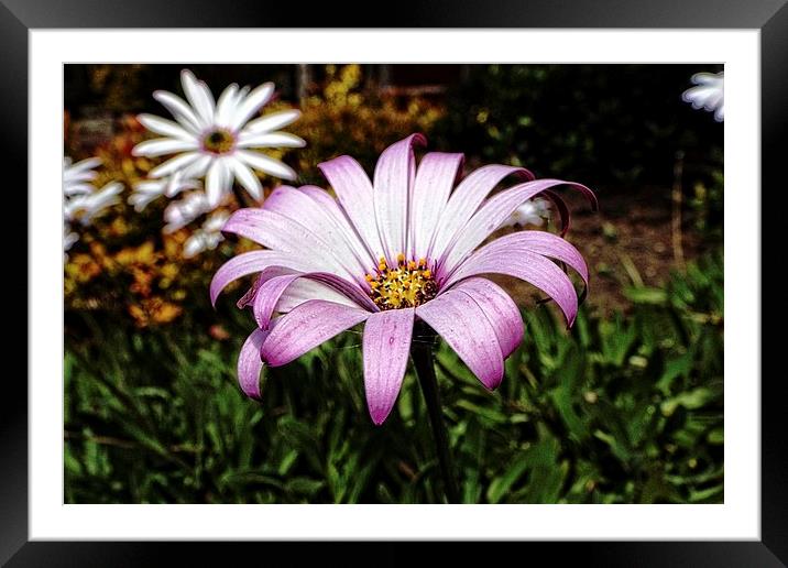daisy in the park Framed Mounted Print by chrissy woodhouse
