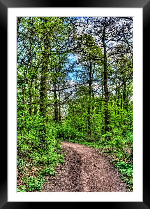 The Forest Path Framed Mounted Print by David Pyatt