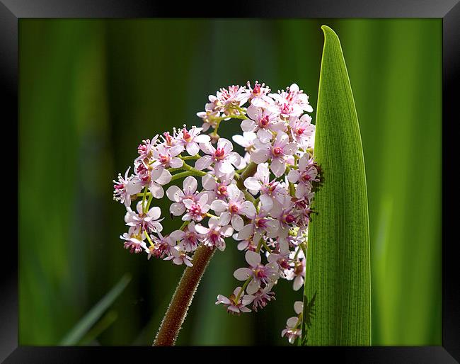 Marsh Valerian  Flower and Reed Framed Print by Victor Burnside