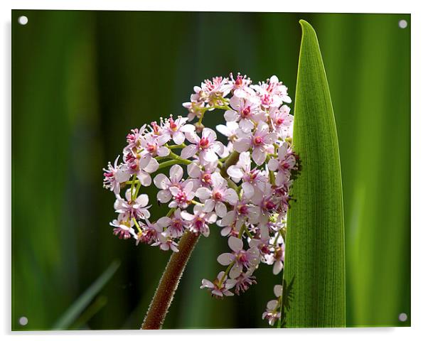 Marsh Valerian  Flower and Reed Acrylic by Victor Burnside