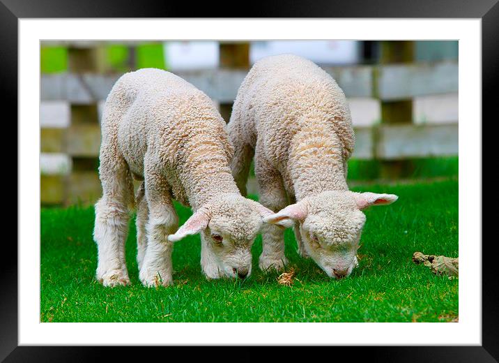 Small cute lambs Framed Mounted Print by Daniel Kesh