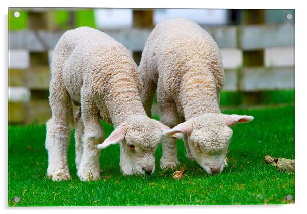 Small cute lambs Acrylic by Daniel Kesh