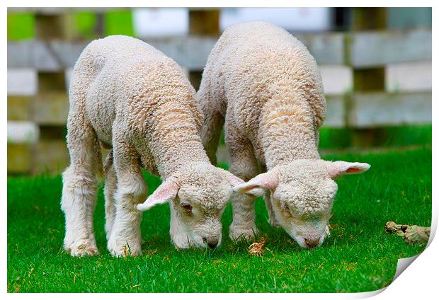 Small cute lambs Print by Daniel Kesh