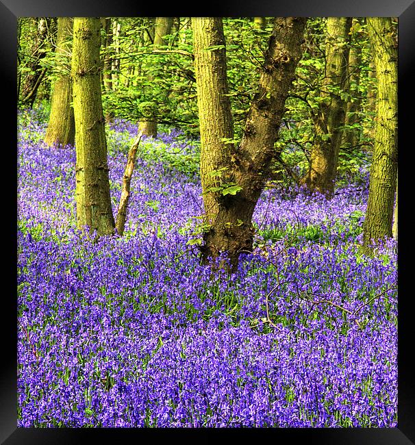 Enchanting Bluebell Woods Framed Print by K7 Photography